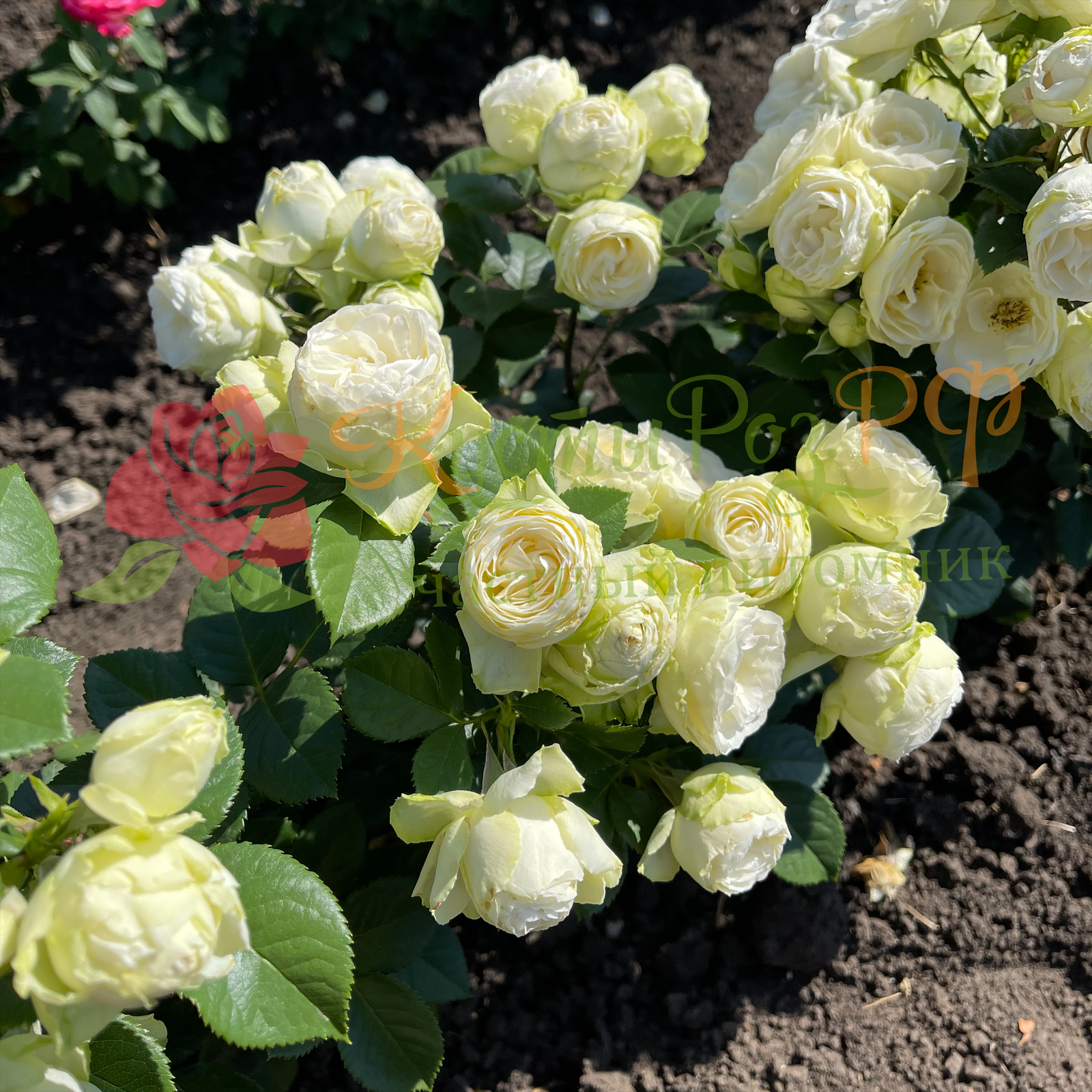 Ванила Лейс (Vanilla Lace) в Махачкале