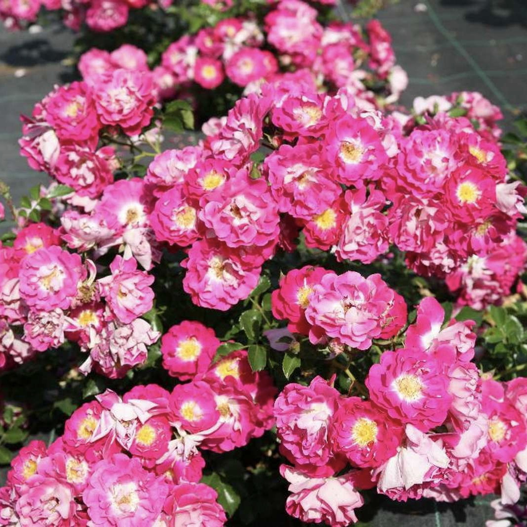 Липстик в Махачкале