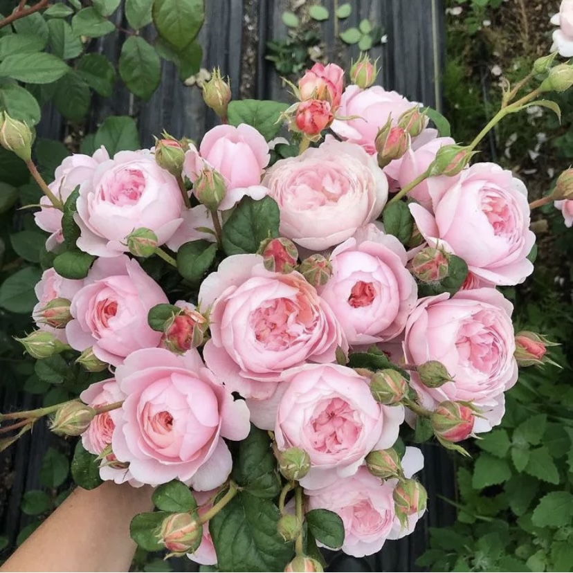 Квин оф Свиден в Махачкале