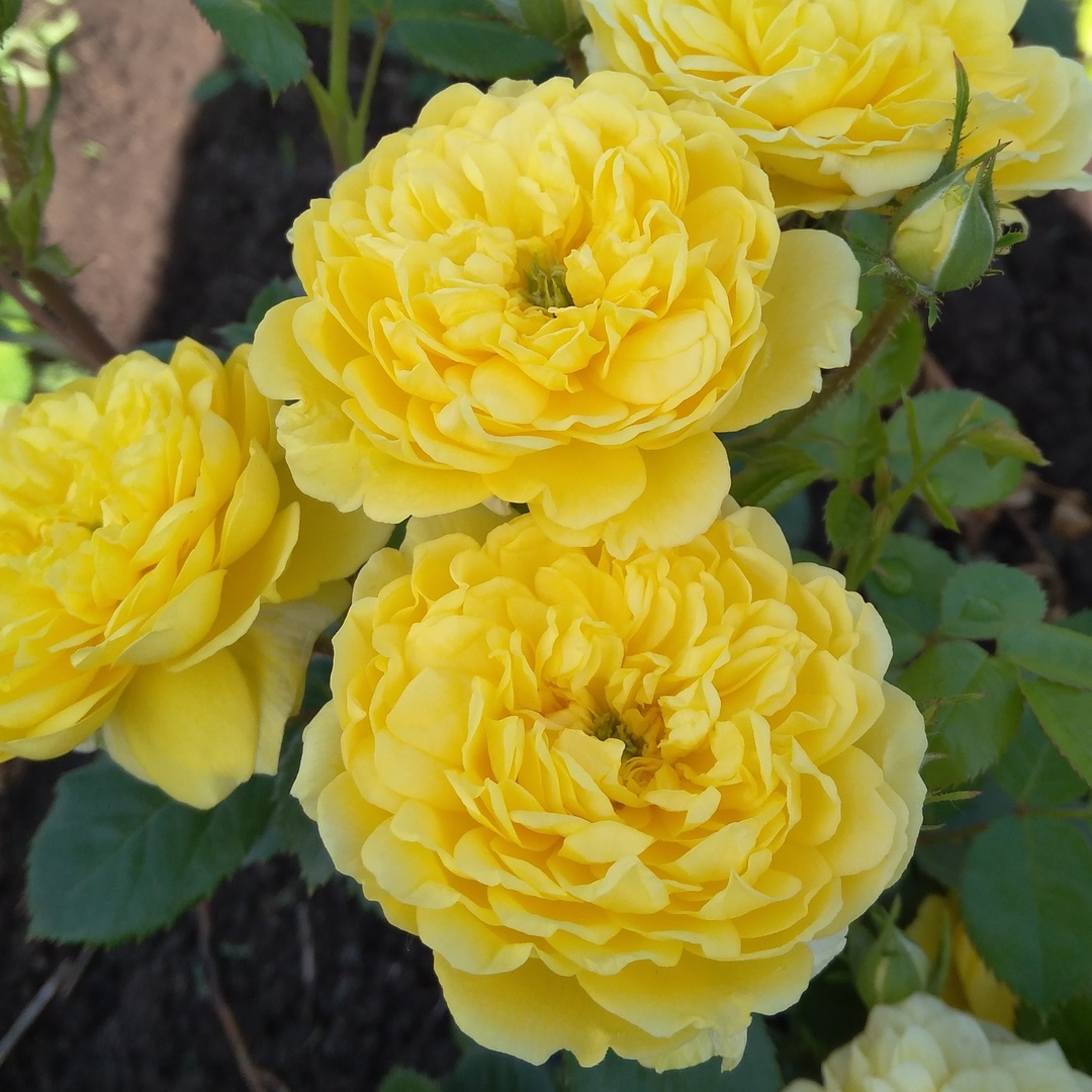 Пилигримм (The Pilgrim) в Махачкале