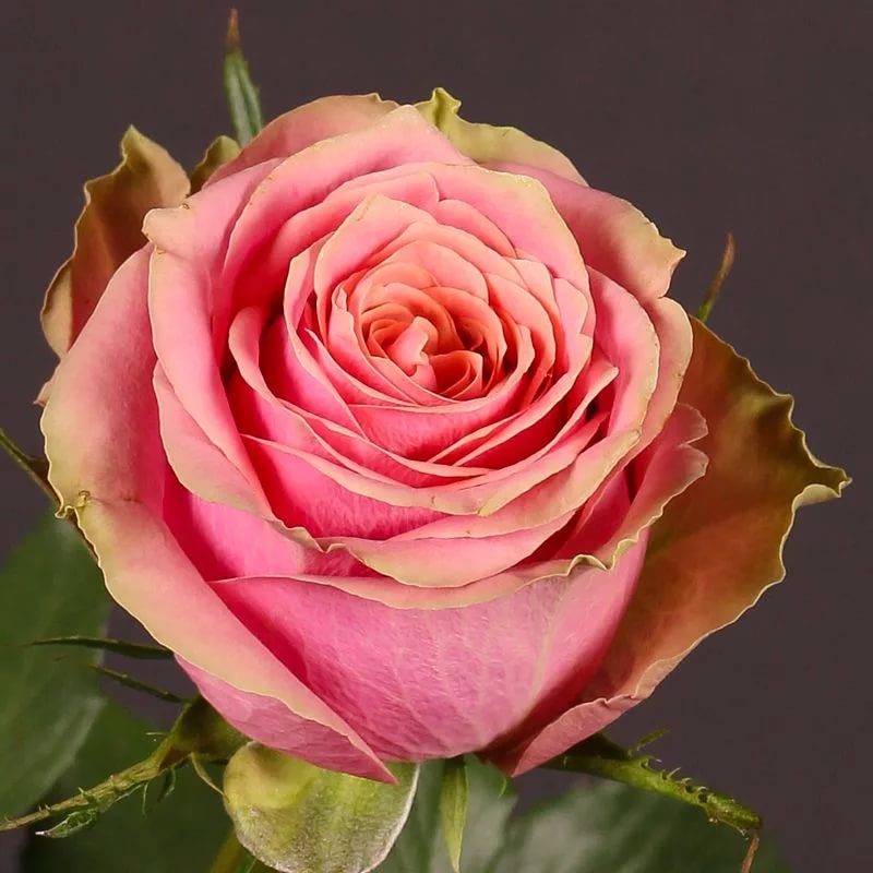 Вайлд Лук в Махачкале