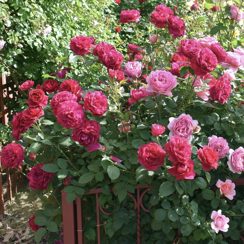 Дарси Басселл в Махачкале