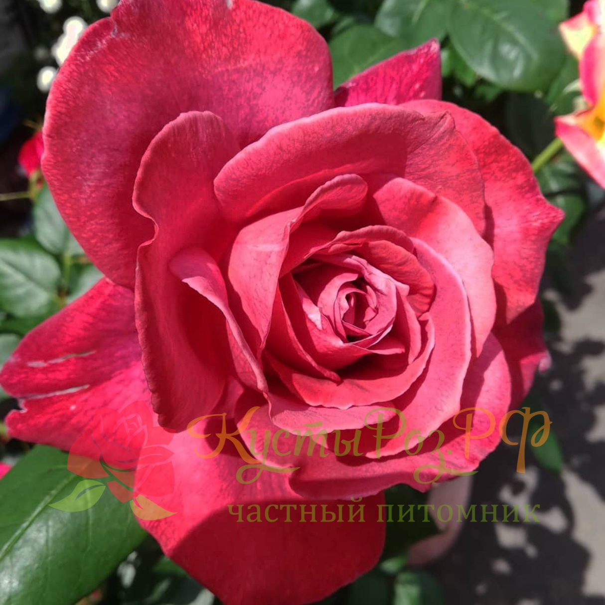 Чёрный чай (Black Tea) в Махачкале