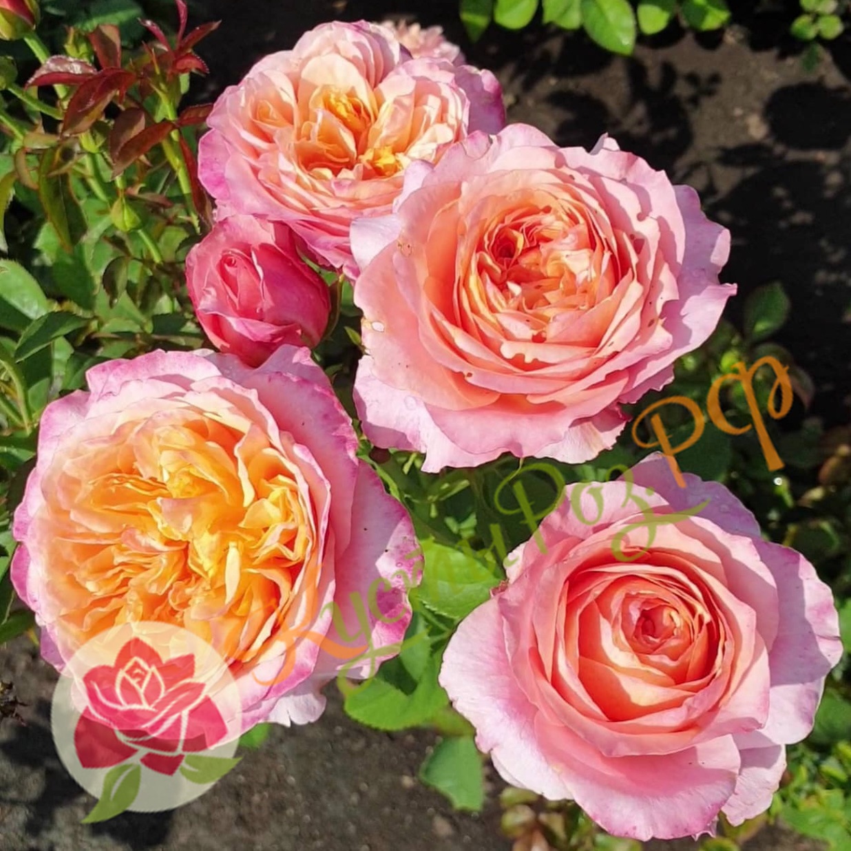 Викториан Сикрет (Victorian Secret) в Махачкале