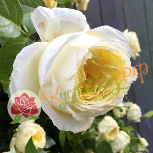 Амнести Интернешнл (Ambesty International) в Махачкале