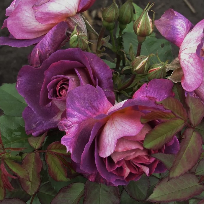 Дьяблес де Мэр (Diablesse De Mers) в Махачкале