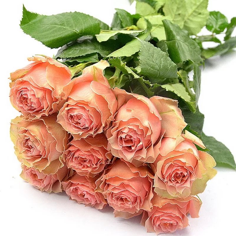 Лоис Лейн в Махачкале