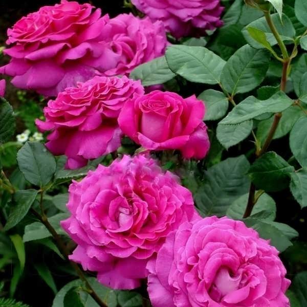 Шартрез де Парм (Chartreuse de Parme) в Махачкале