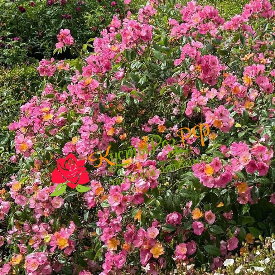 Плезантри (Plaisanterie) в Махачкале