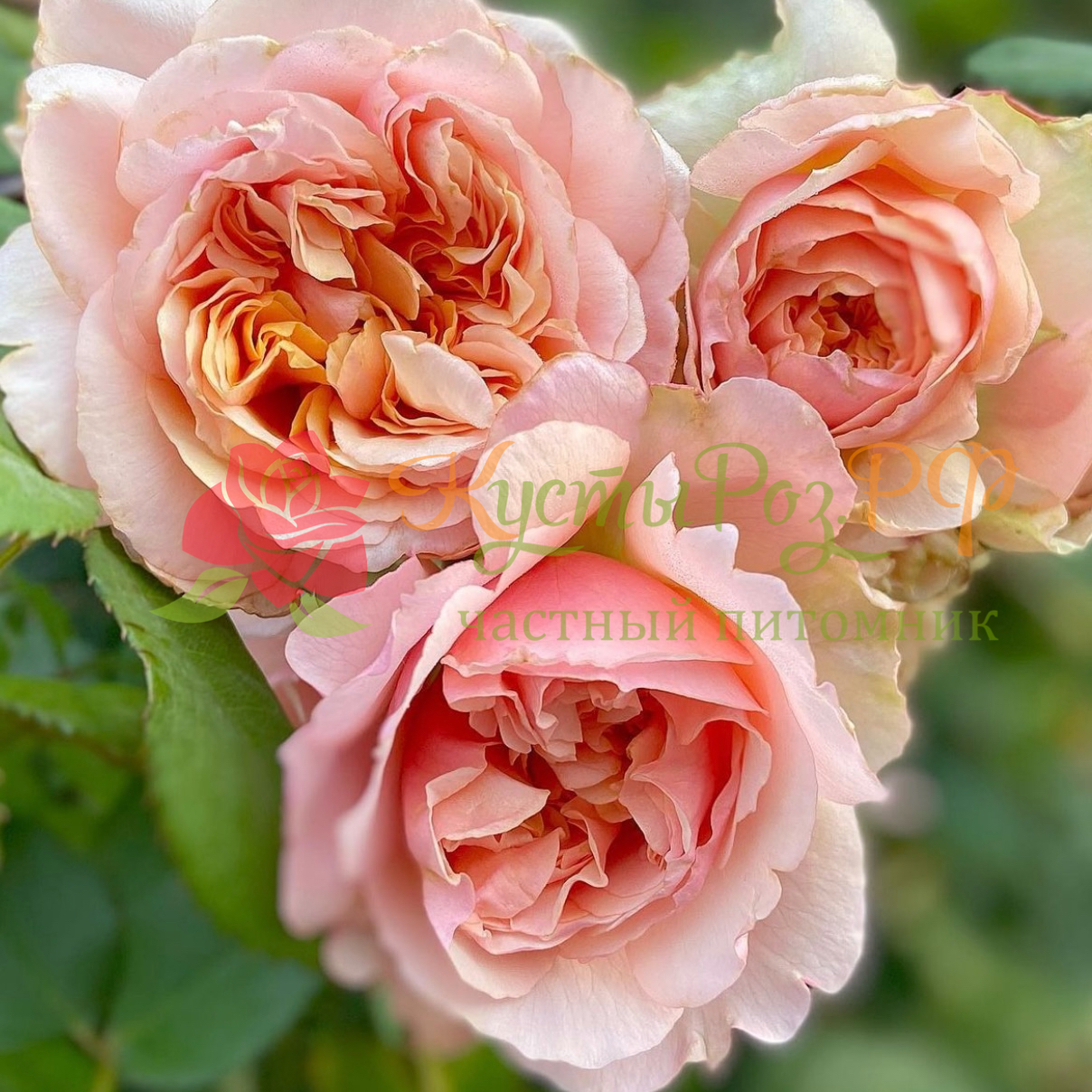 Версайни (Versigny) в Махачкале