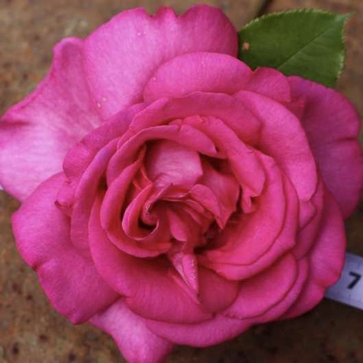 Пароль (Parole) в Махачкале