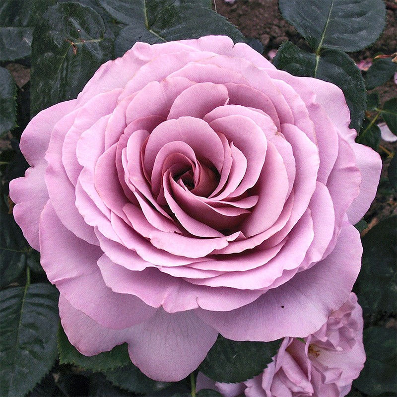 Блю Гёрл в Махачкале