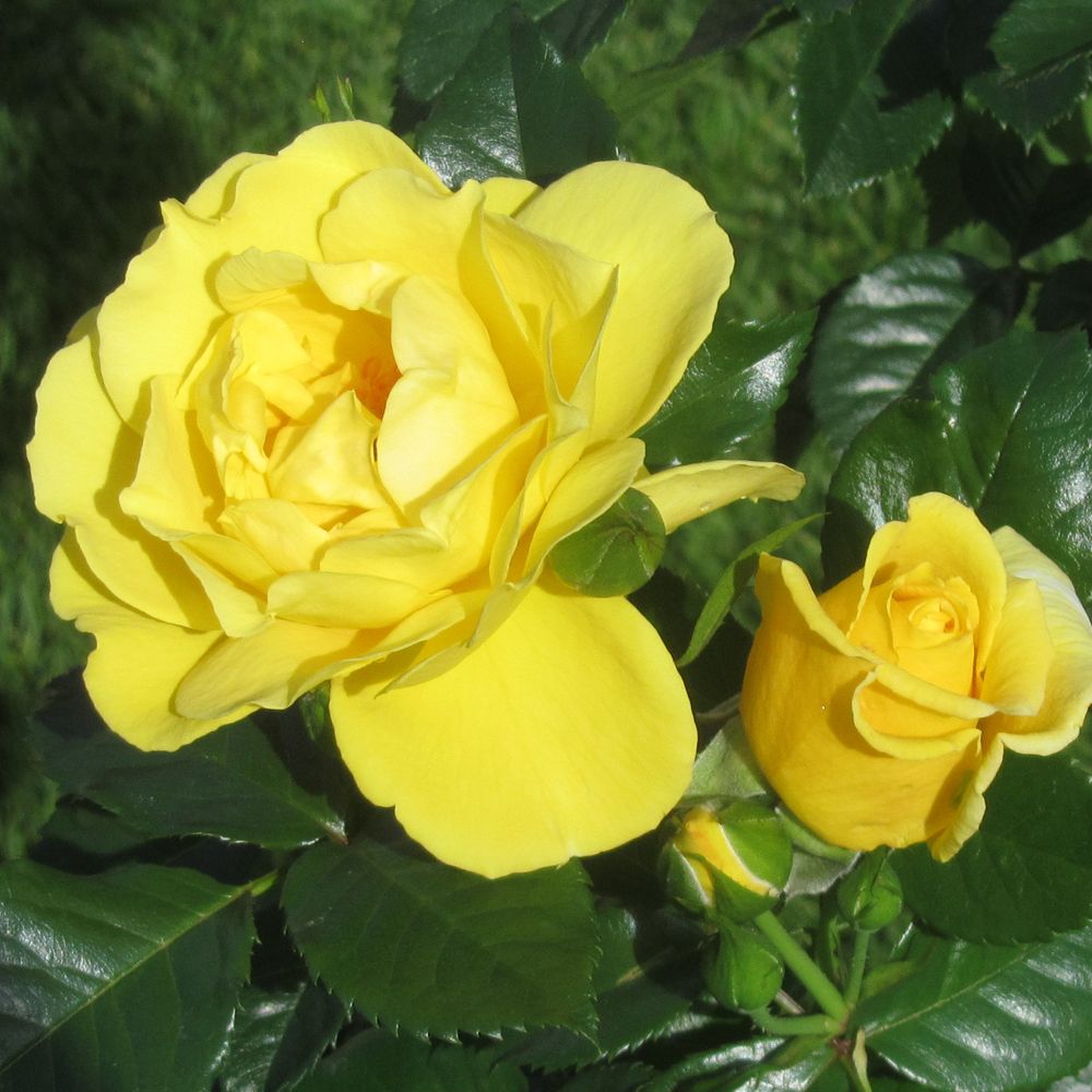 Дукат в Махачкале