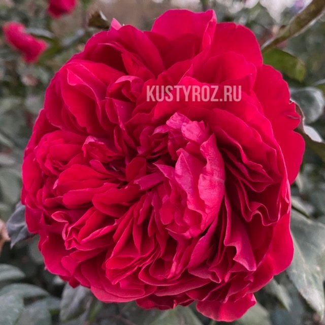 Ред Эден Роуз в Махачкале