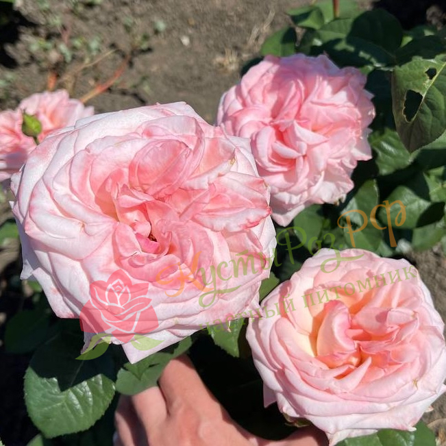 Пинк О'Хара (Pink O'Hara) в Махачкале