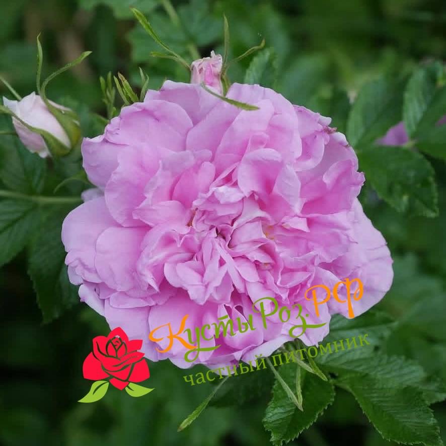 Миссис Дорин Пайк (MRS DOREEN PIKE) в Махачкале