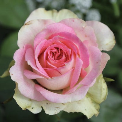 Малибу (Malibu) в Махачкале