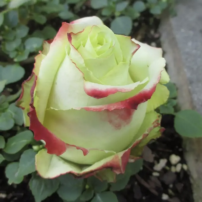 Зазу в Махачкале