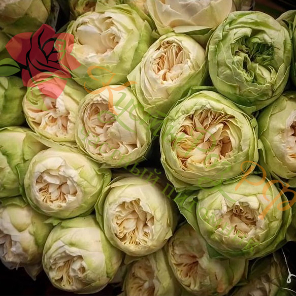 Вайт Кахала (White Kahala) в Махачкале