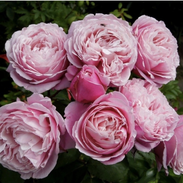 Дитер Мюллер в Махачкале