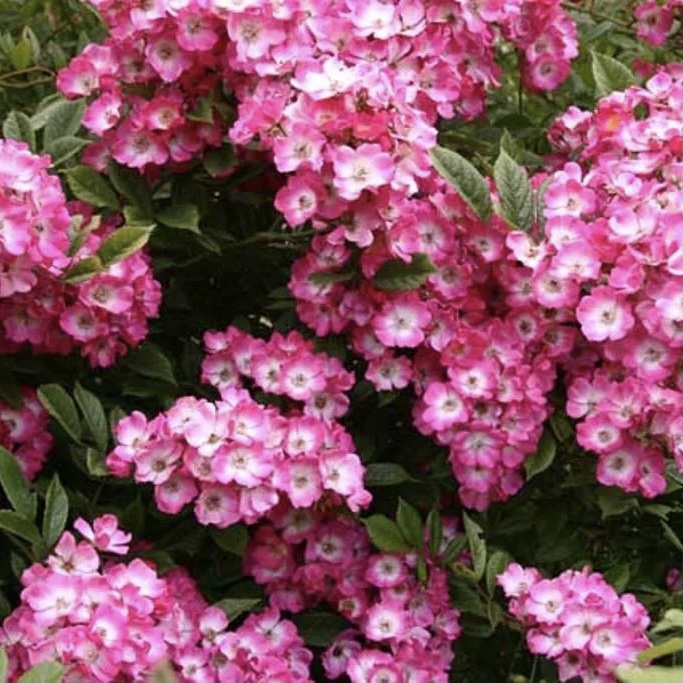 Моцарт в Махачкале