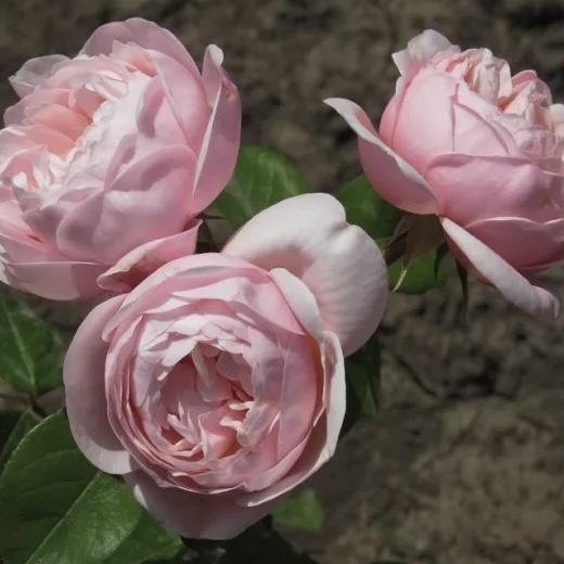 Виши в Махачкале