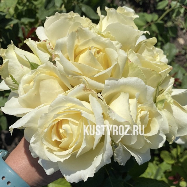 Прауд (PROUD) в Махачкале