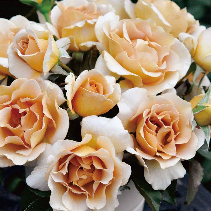 Эвентейл д’Ор в Махачкале