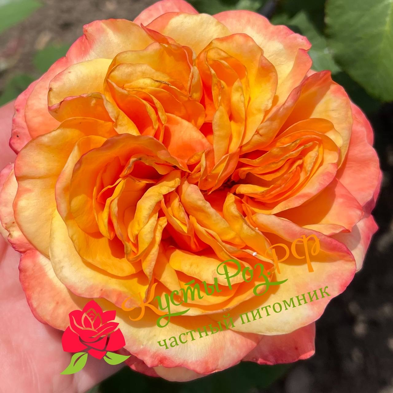 Хелл Оранж (Hell Orange) в Махачкале