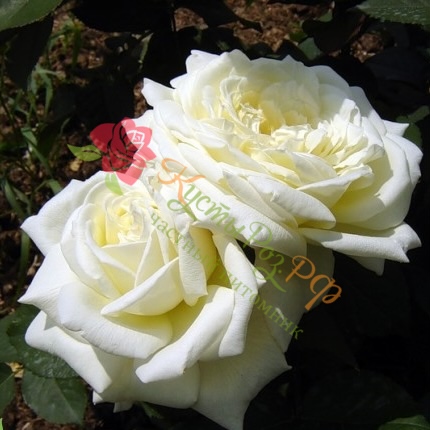 Жанна Моро (Jeanne Moreau) в Махачкале