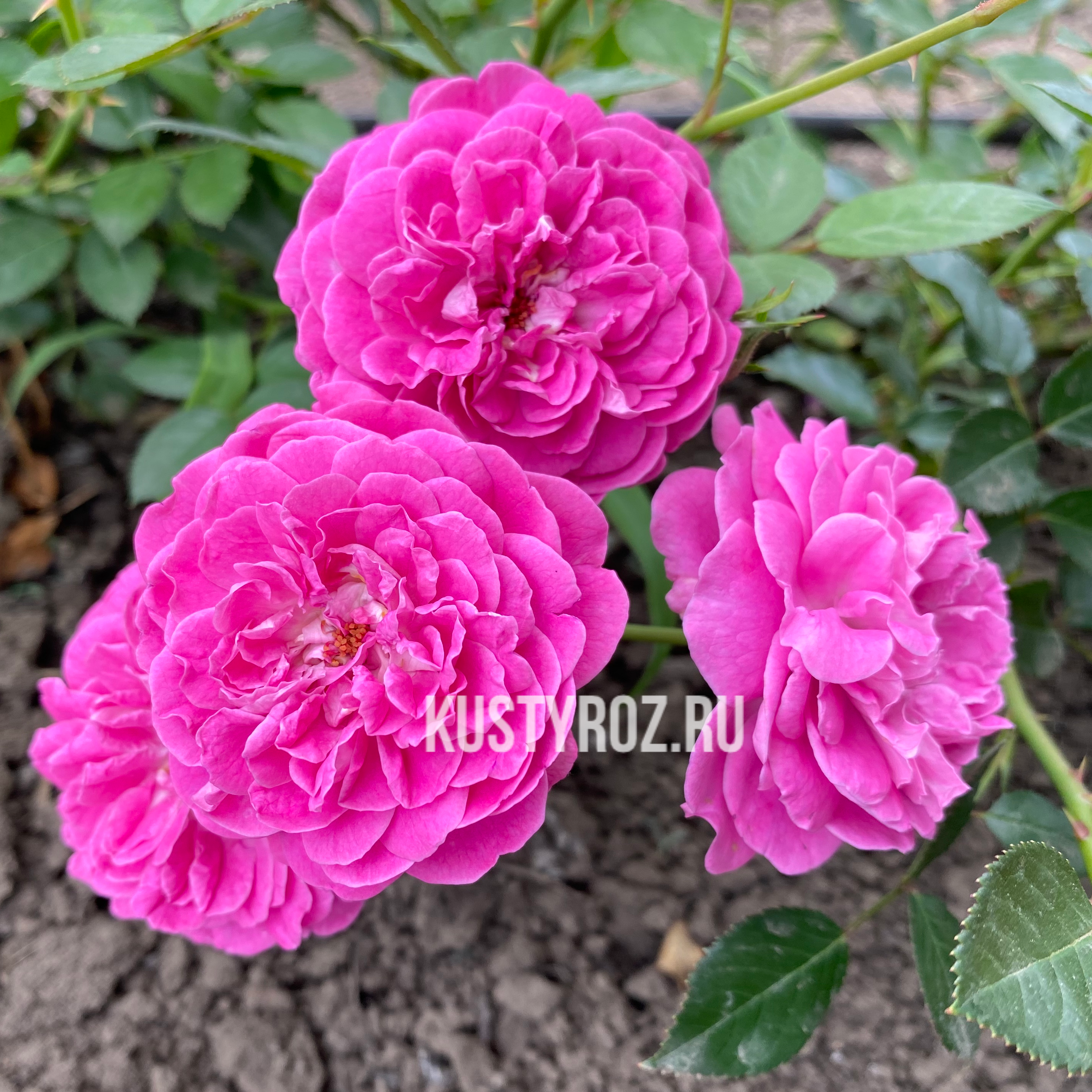 Блю Бой в Махачкале