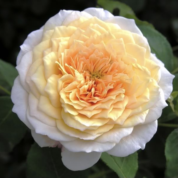 Инглиш Гарден в Махачкале