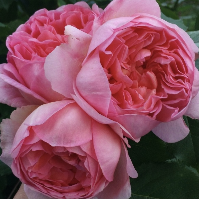 Боскобель в Махачкале