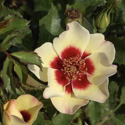 Пастель Бэбилон Айс (Pastel Babylon Eyes) в Махачкале