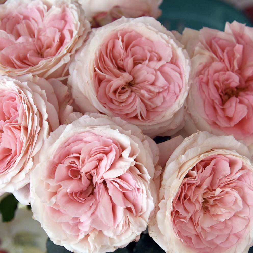 Майра Брайдал Пинк в Махачкале