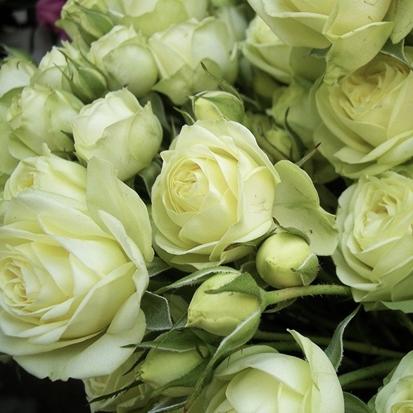 Грин Глоу (Green Glow) в Махачкале