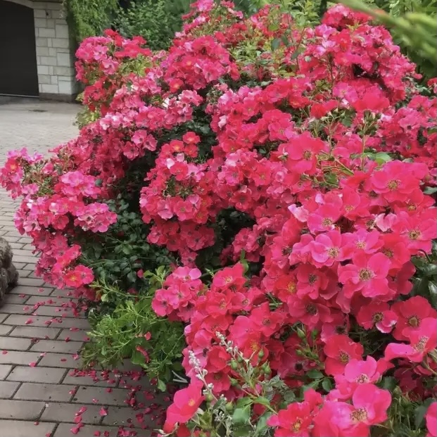 Штадт Ром в Махачкале