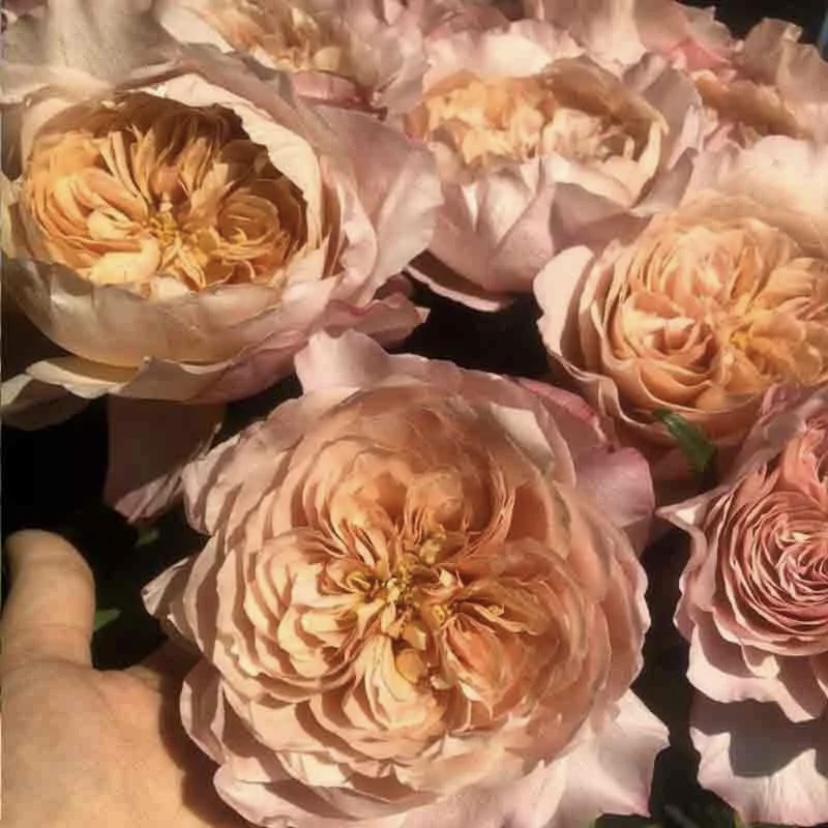 Мияби Ча в Махачкале