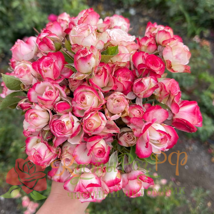 Ай Опинер (Eye Opener) в Махачкале