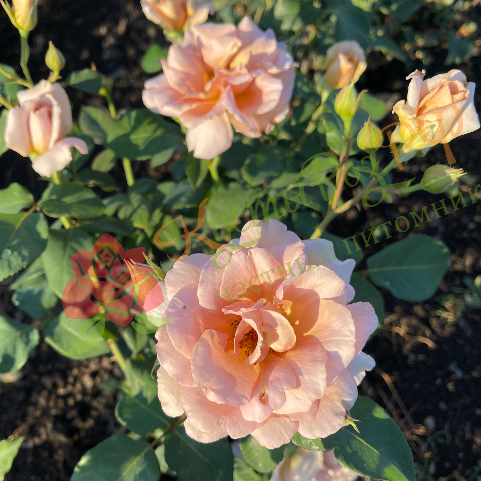 Джулия Роуз (Julia's Rose) в Махачкале