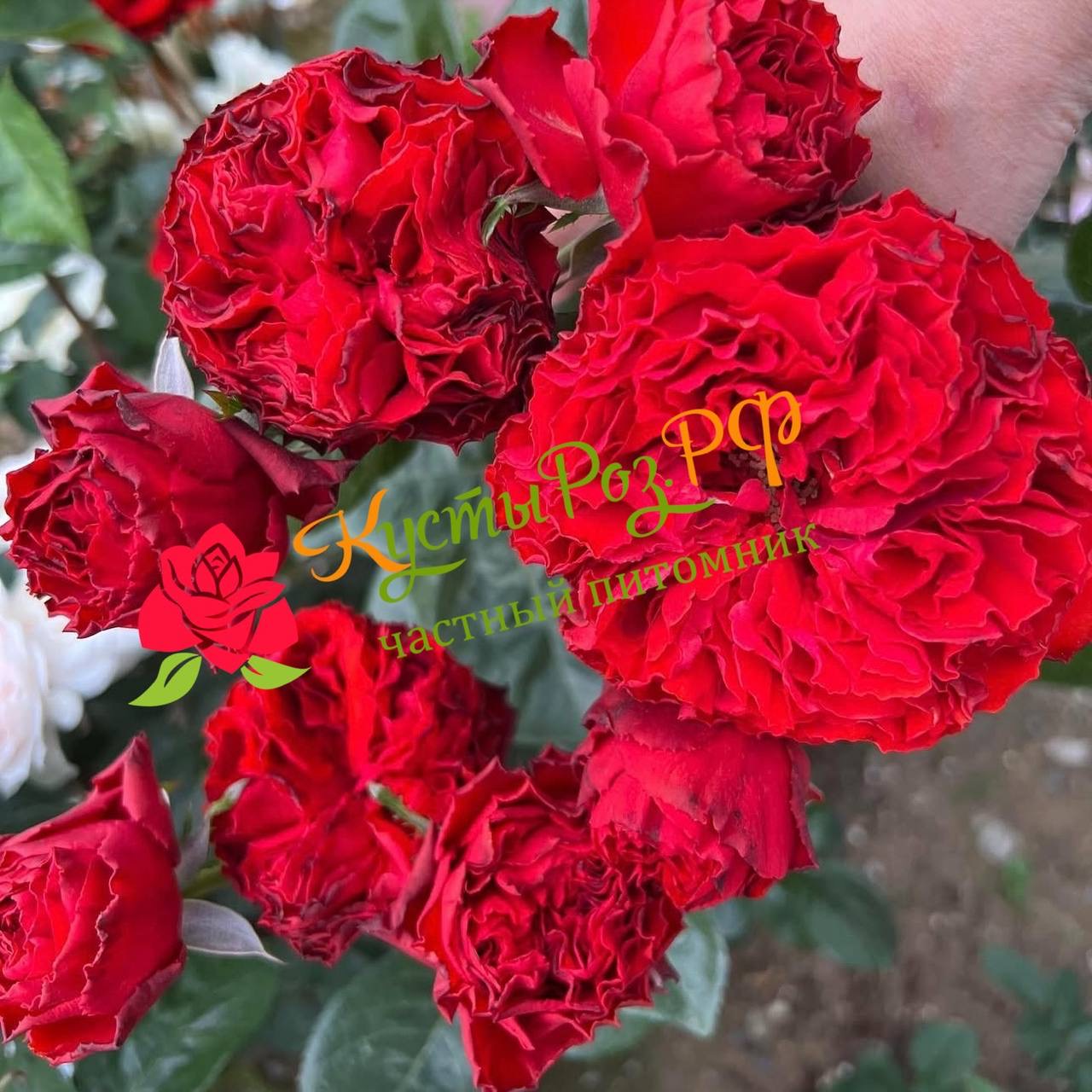 Самарканда (Samarcanda) в Махачкале