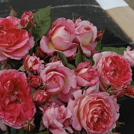 Мадам де Сталь (Mme de Stael) в Махачкале