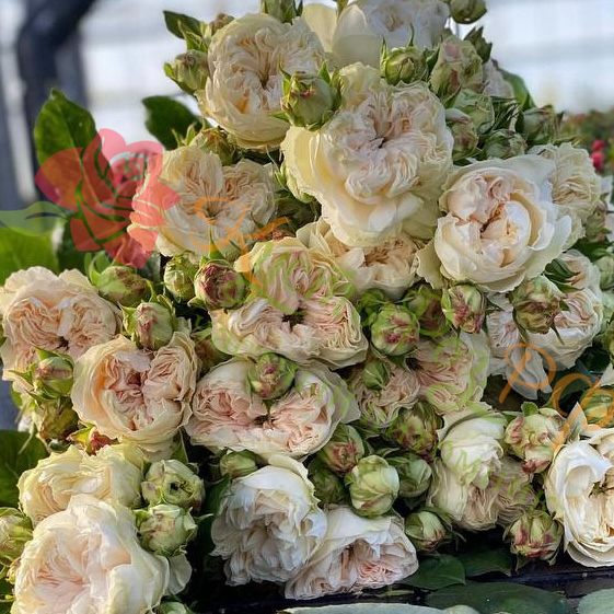 Викториан Саммер (Victorian Summer) в Махачкале