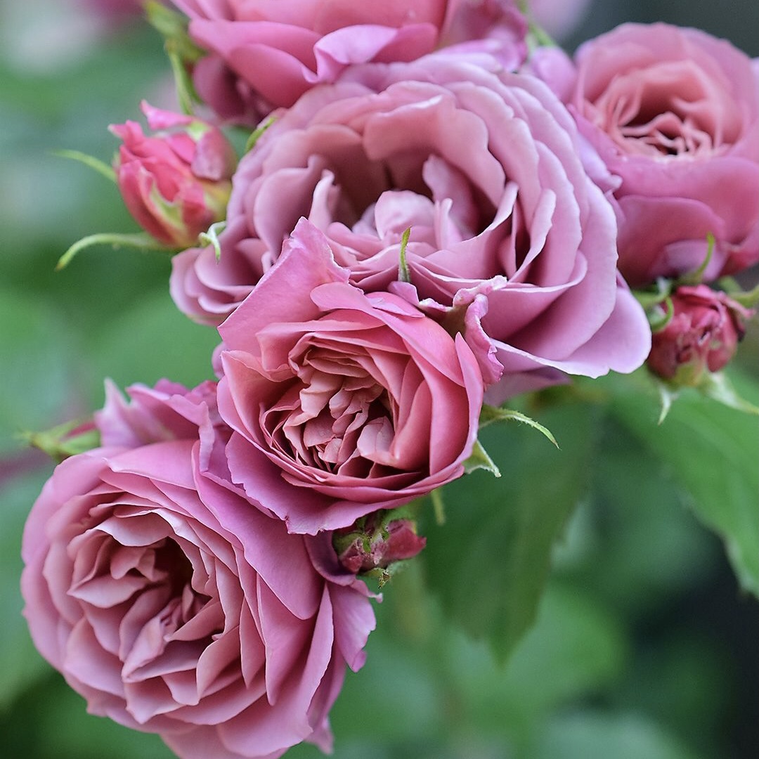 Аои в Махачкале