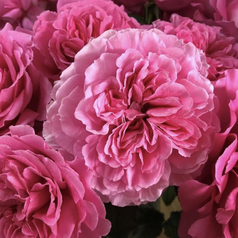 Принцесса Мейко (Princess Meiko) в Махачкале