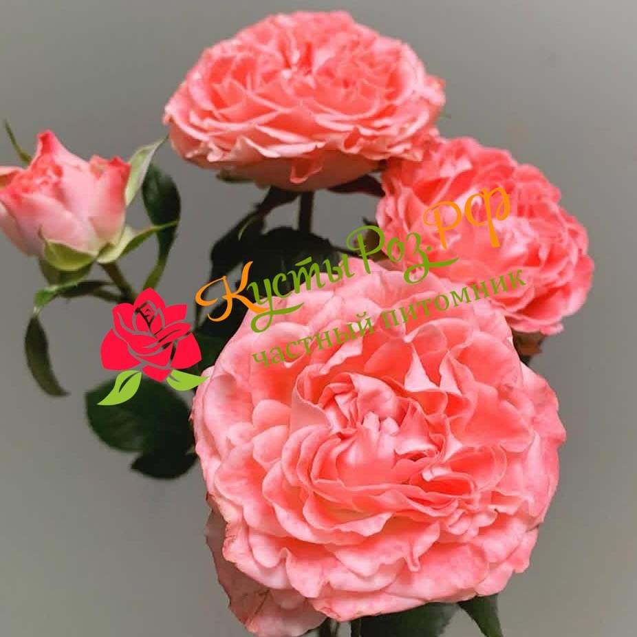 Файер Флоу (Fair Flow) в Махачкале