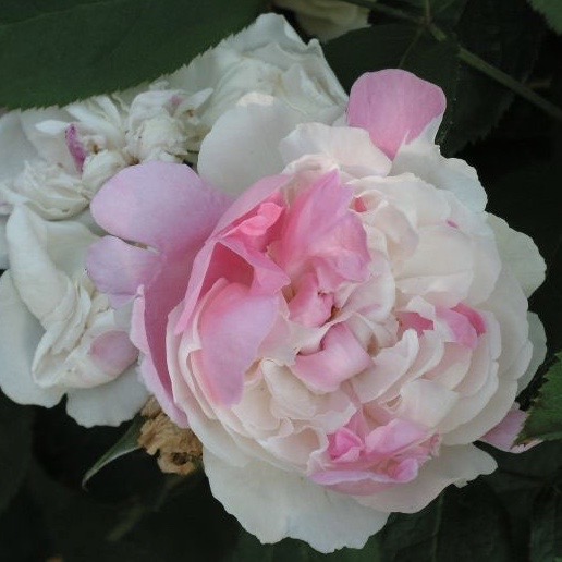 Винчестер Кафедрал (Winchester Cathedral) в Махачкале