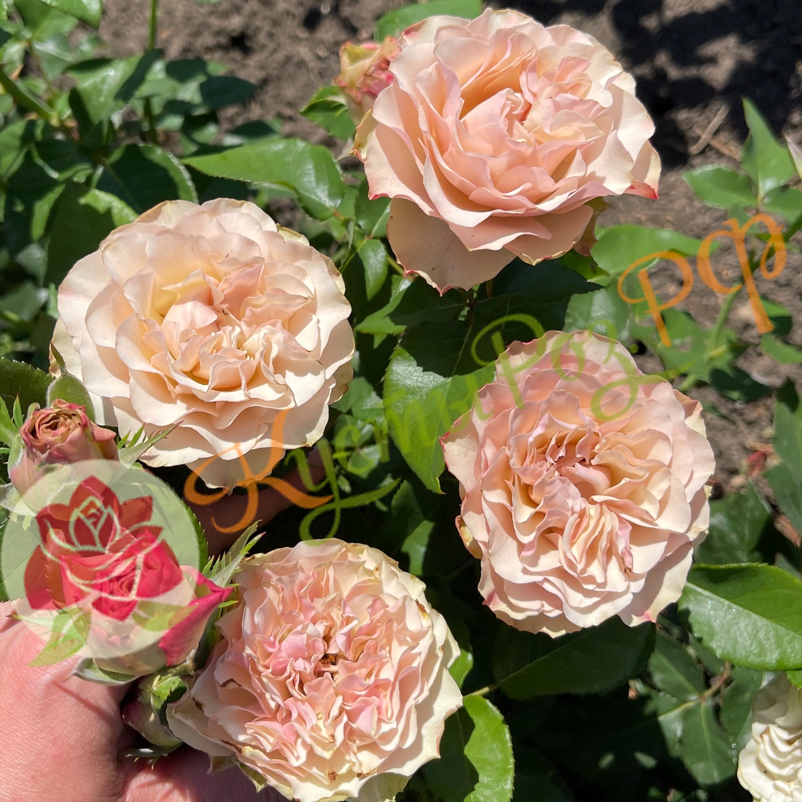 Бурбон Стрит (Bourbon Street) в Махачкале