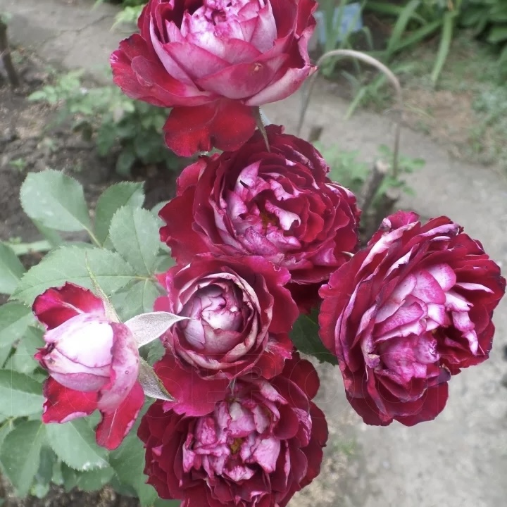 Бель де Сегоза (Belle de Segosa) в Махачкале