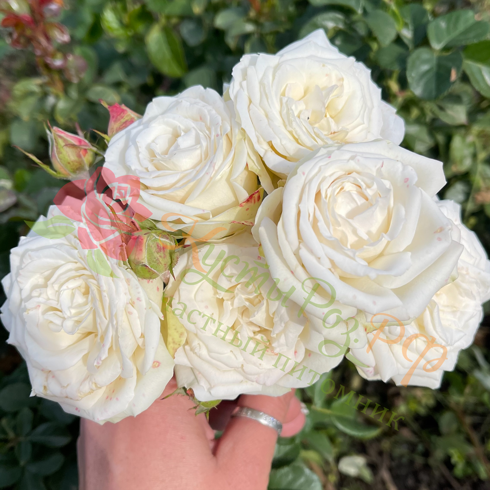 Вайт Йо-Йо (White Yo-Yo) в Махачкале